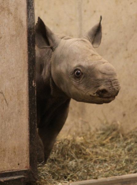 Baby black rhinoceros born at St. Louis zoo