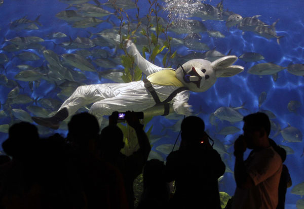 'Rabbit' dancing in the aquarium for New Year