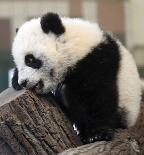 Come and meet Vienna Panda cub