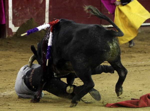 Bull fighting in Ecuador
