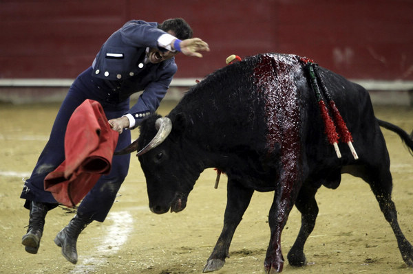 Bull fighting in Ecuador
