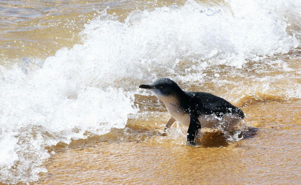 Baby penguins swim home after rehab