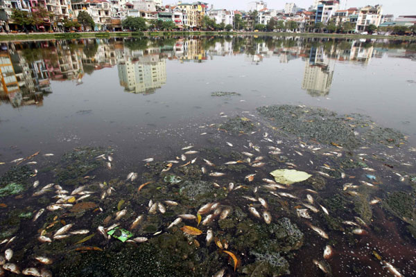 Fish dead due to pollution in Hanoi