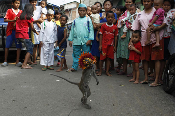 Monkey performance in Indonesia