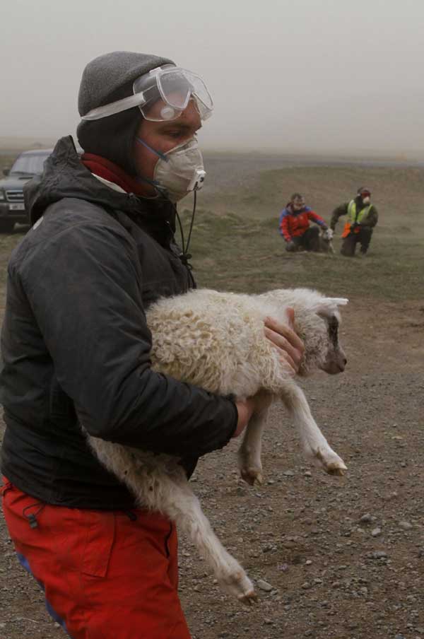 Farmers collect sheep fearing ash cloud