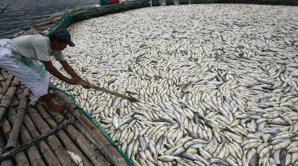 800 tons of fish die, rot on Philippine fish farm