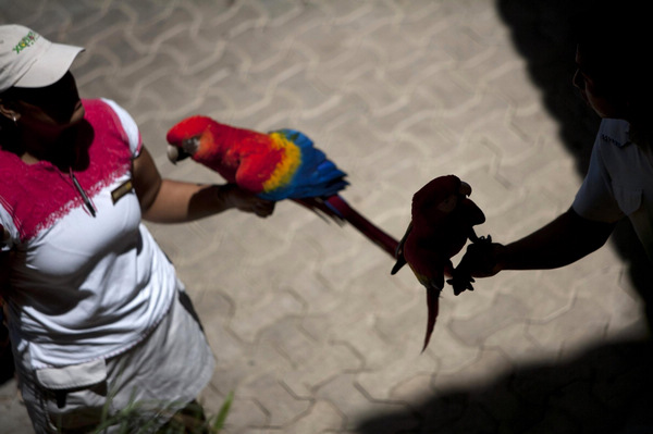 Scarlet macaws in Mexico's ecological park