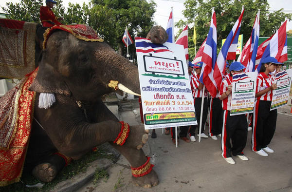 Elephant casts vote for election in Thailand