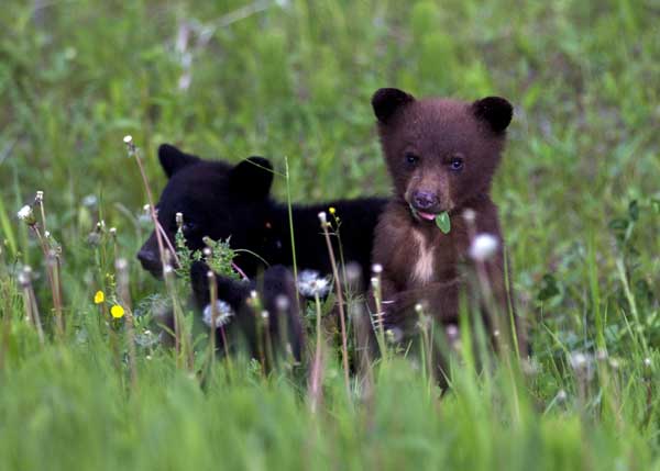 Hungry bears provide a close look