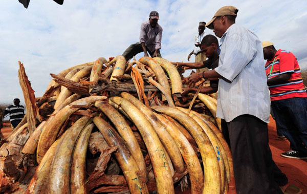Five tons of smuggled ivory burned in Kenya