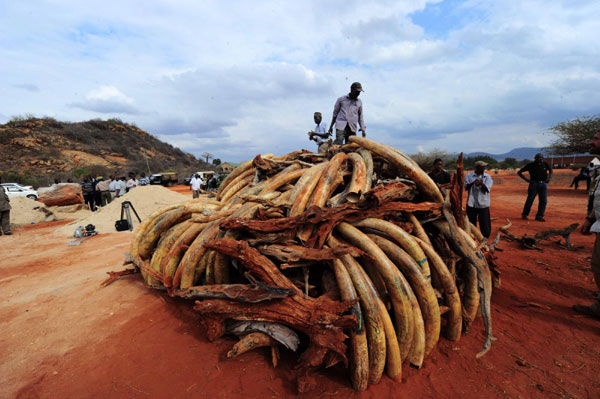 Five tons of smuggled ivory burned in Kenya