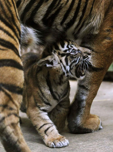 Sumatran tiger cubs show their stripes