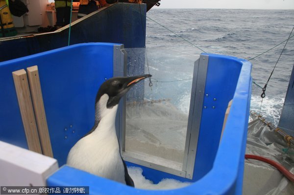 Penguin 'Happy Feet' back in the Southern Ocean
