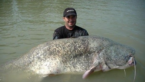 How big can giant fish grow exactly?