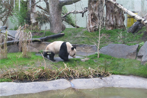 Opening of panda exhibit delights UK