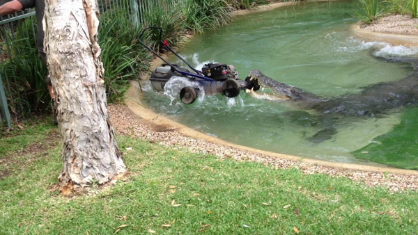 Crocodile attacks lawnmower in Sydney