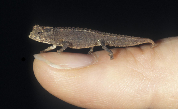 Smallest chameleon found in Madagascar