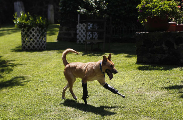 Dog receives prosthetic legs