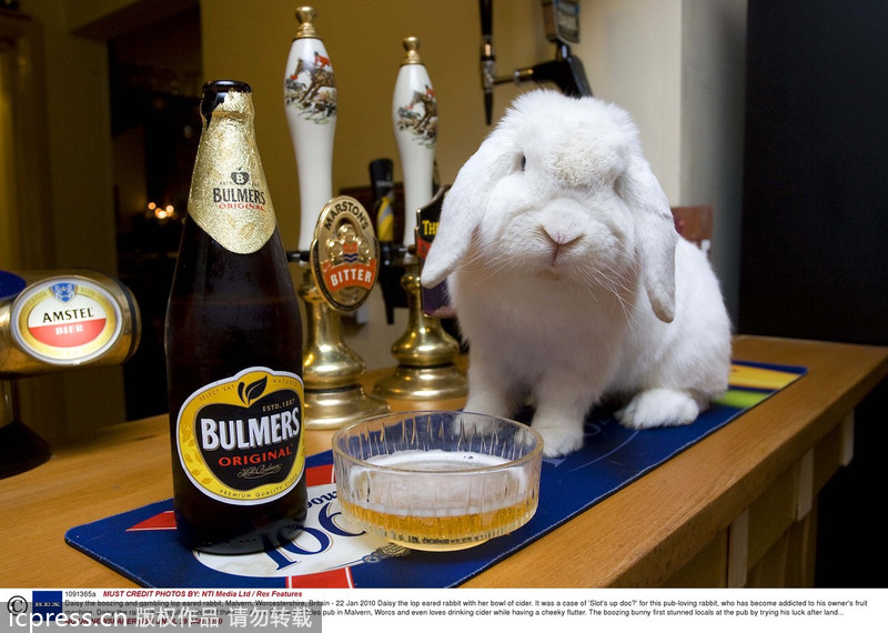 When animals meet beer