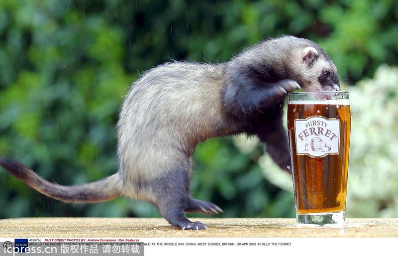 When animals meet beer