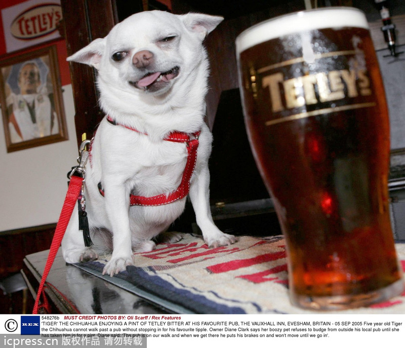 When animals meet beer