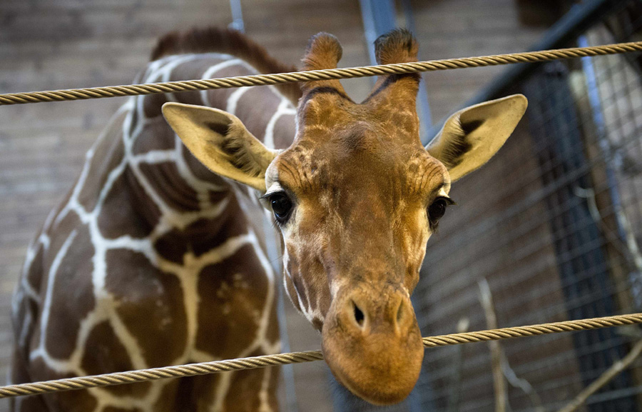 Giraffe shot and dismembered in Copenhagen Zoo