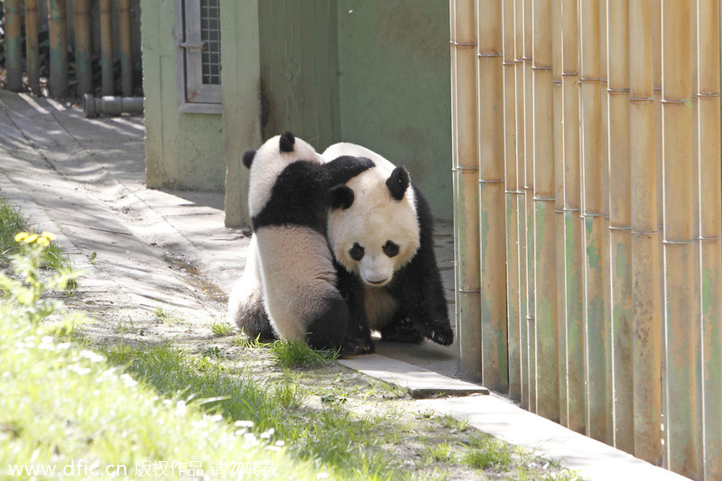 Panda Xing Bao on official presentation at Madrid Zoo