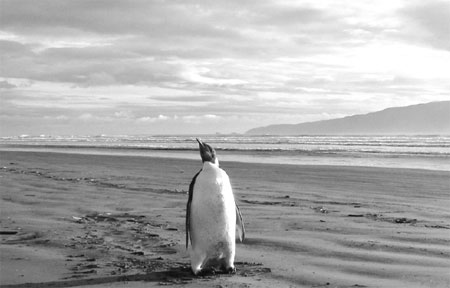 Emperor penguins waddling to extinction, study finds
