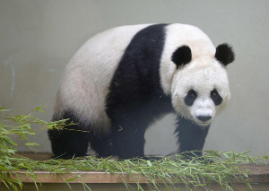 'Bad news' for pregnant giant panda