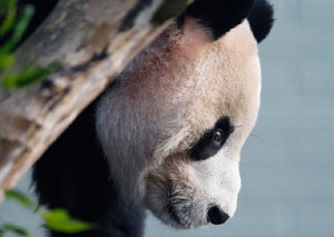 'Bad news' for pregnant giant panda