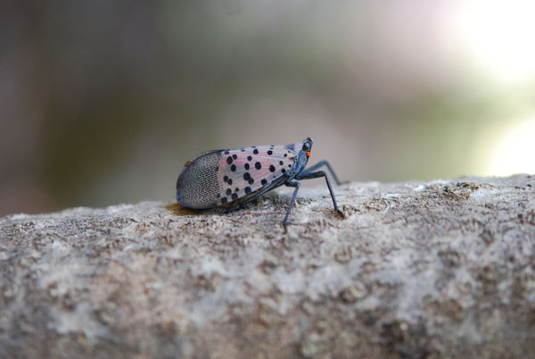 Spotted lanternfly invades US