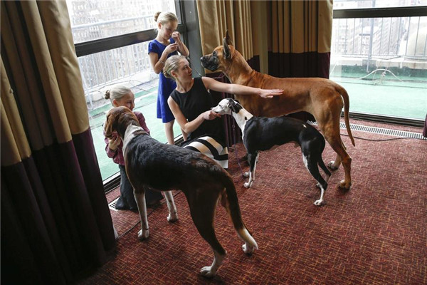 Westminster Kennel Club Dog Show to kick off in NY