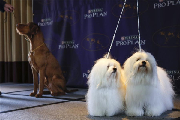 Westminster Kennel Club Dog Show to kick off in NY