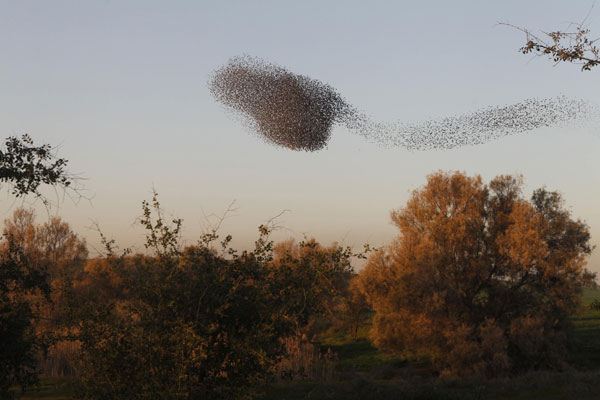 Flock of migrating starlings in Israel makes for stunning images
