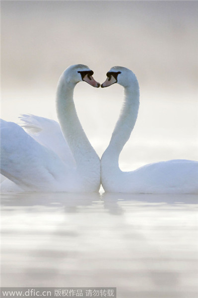 Natural love, hearts found in nature