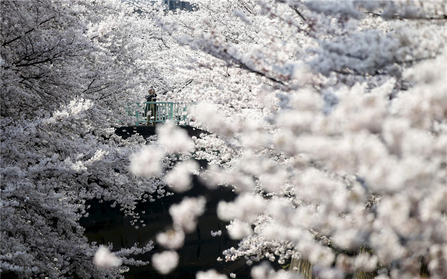 Cherry blossoms around the world