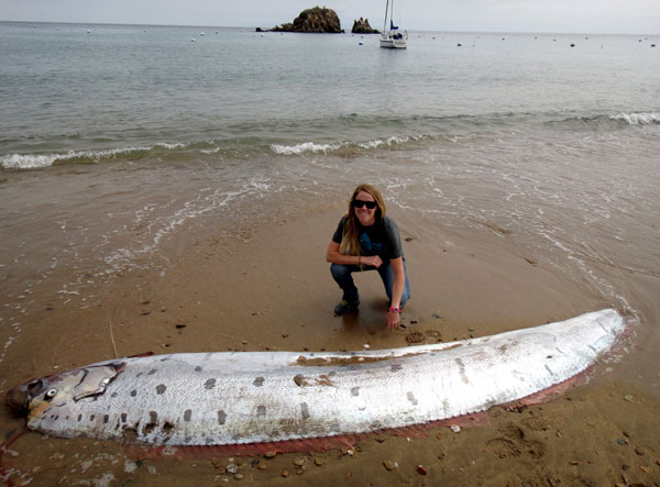 Mysterious oarfish of the deep washes up on California island