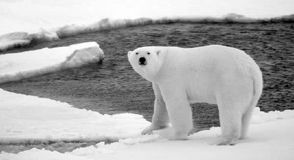 Food-deprived bears threatened by waning sea ice