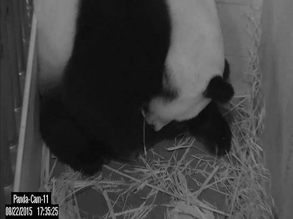 It's panda-monium! National Zoo says Mei Xiang has twins