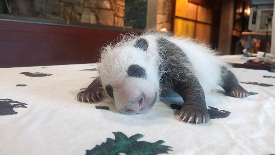 First ladies name giant panda cub 'Bei Bei' in Washington DC