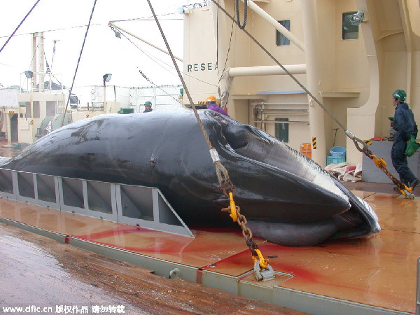 Japan to resume whaling in the Antarctic despite IWC ruling