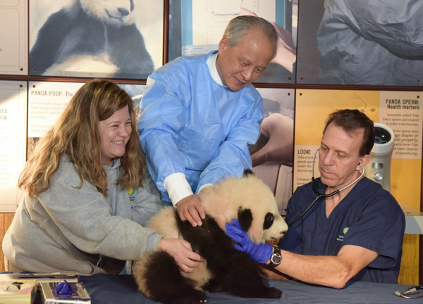 Washington panda cub to greet visitors