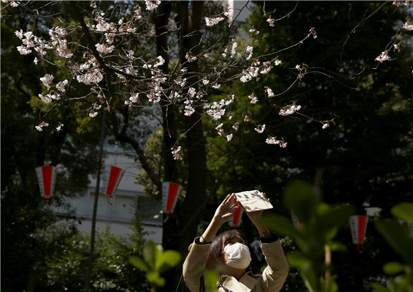 Cherry blossom at Japan's Ueno Park