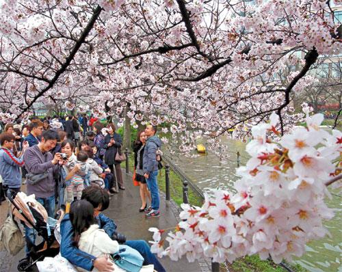 Cherry blossom season 'bittersweet' time of life