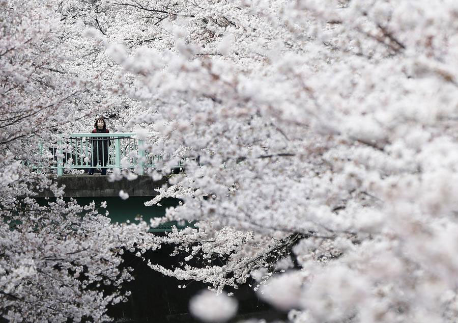 Cherry blossoms in full bloom in Japan