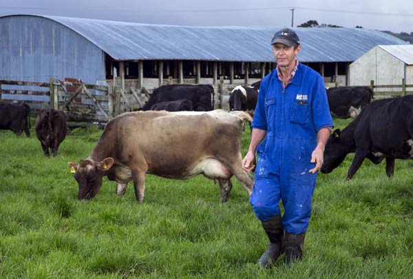 New Zealand dairy herds shrink with milk price plunge