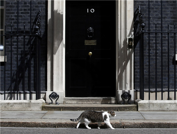 Downing Street cat fight: Larry vs Palmerston