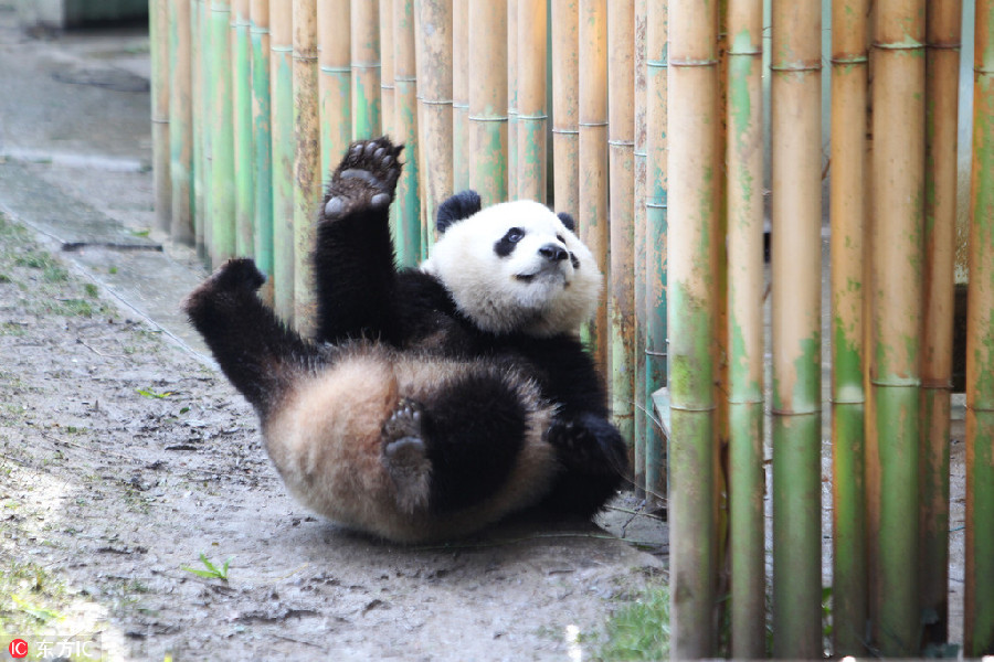 Panda Chulina makes her debut at Madrid zoo