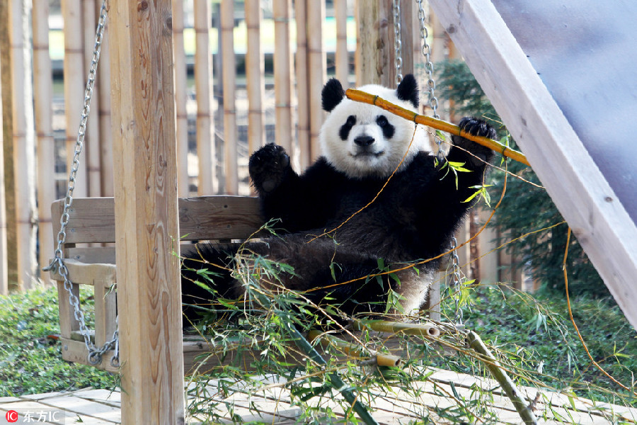 Panda Chulina makes her debut at Madrid zoo
