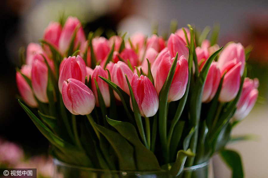 Tulip exhibition held in Poland